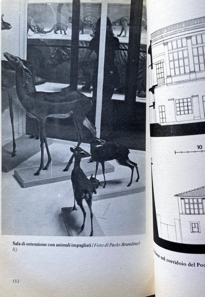 I MUSEI SCIENTIFICI A FIRENZE PROBLEMI DI RESTAURO E RICOMPOSIZIONE …