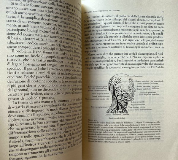 IL GIARDINO NELLA MACCHINA DELLA VITA ARTIFICIALE