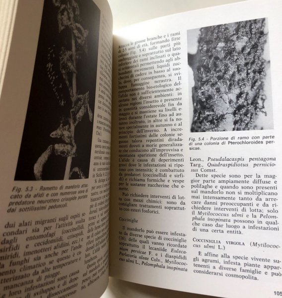 IL MANDORLO. FRUTTICOLTURA ANNI '80. A CURA DI ENRICO BALDINI, …