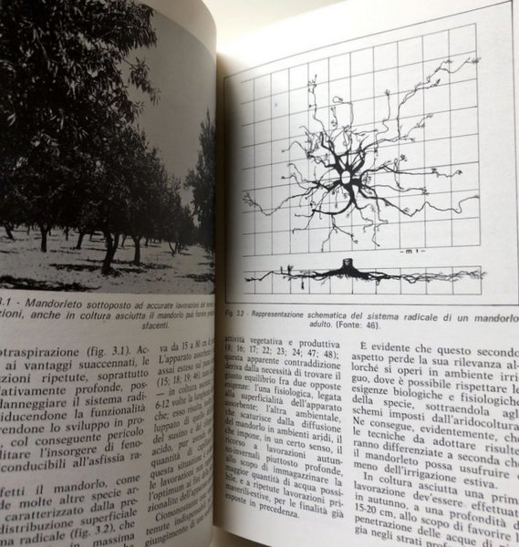 IL MANDORLO. FRUTTICOLTURA ANNI '80. A CURA DI ENRICO BALDINI, …