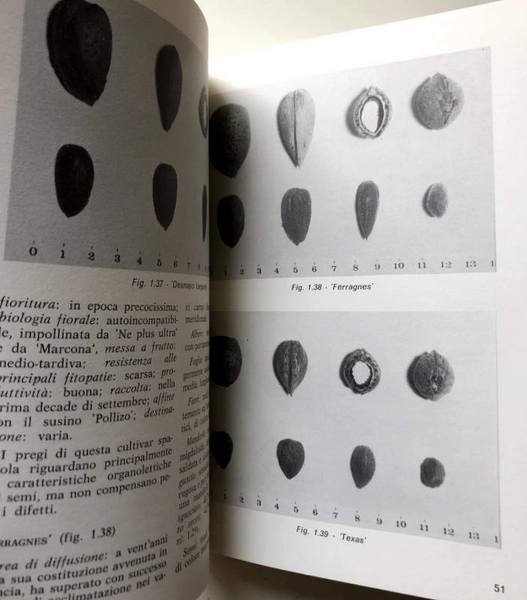 IL MANDORLO. FRUTTICOLTURA ANNI '80. A CURA DI ENRICO BALDINI, …