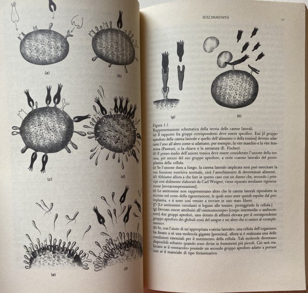 L'EVOLUZIONE DEL PENSIERO IMMUNOLOGICO. A CURA DI GILBERTO CORBELLINI