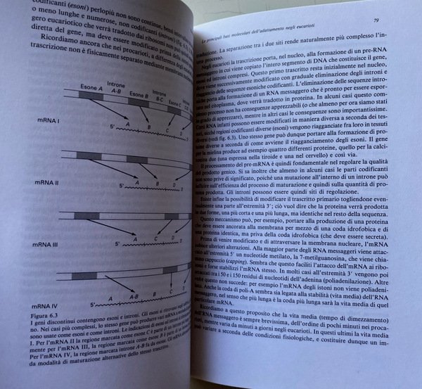 LA LOGICA DEI SISTEMI DI REGOLAZIONE BIOLOGICA