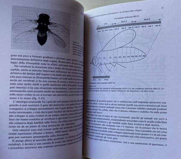 LA LOGICA DEI SISTEMI DI REGOLAZIONE BIOLOGICA