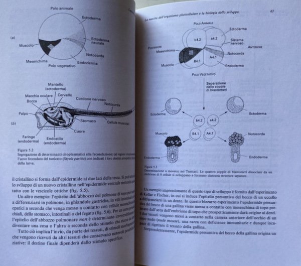 LA LOGICA DEI SISTEMI DI REGOLAZIONE BIOLOGICA