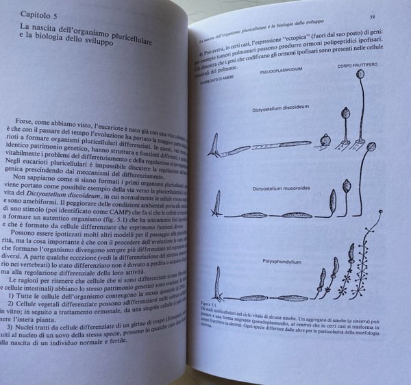 LA LOGICA DEI SISTEMI DI REGOLAZIONE BIOLOGICA