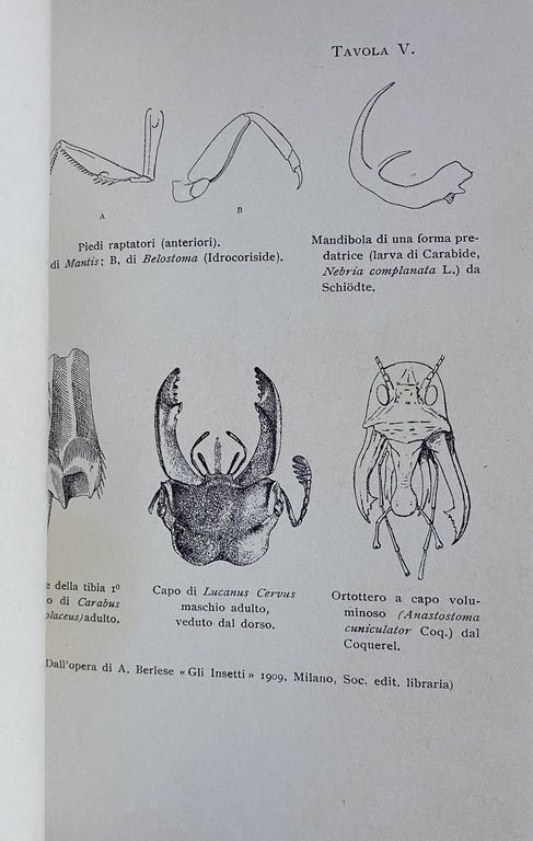 LE ORIGINI DEL GENIO: CHE COS'E IL GENIO. CON CINQUE …