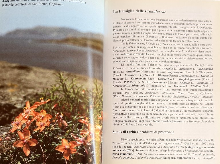 PRIMULACEAE D'ITALIA E DEI TERRITORI LIMITROFI | Immagine Gallery 12