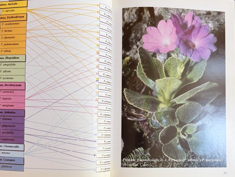 PRIMULACEAE D'ITALIA E DEI TERRITORI LIMITROFI | Immagine Gallery 14