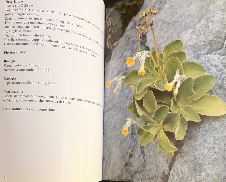 PRIMULACEAE D'ITALIA E DEI TERRITORI LIMITROFI | Immagine Gallery 15