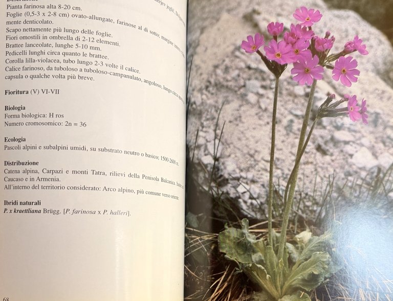 PRIMULACEAE D'ITALIA E DEI TERRITORI LIMITROFI | Immagine Gallery 16