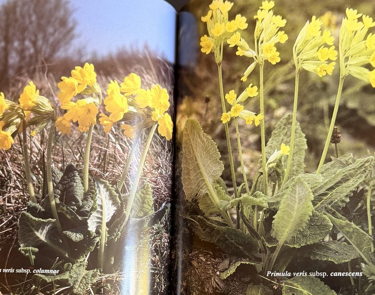 PRIMULACEAE D'ITALIA E DEI TERRITORI LIMITROFI | Immagine Gallery 17