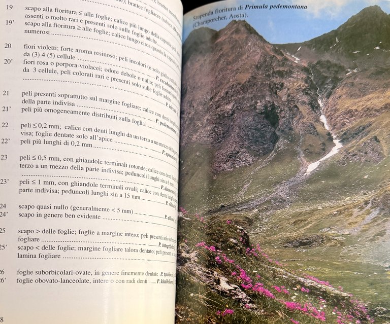 PRIMULACEAE D'ITALIA E DEI TERRITORI LIMITROFI | Immagine Gallery 18