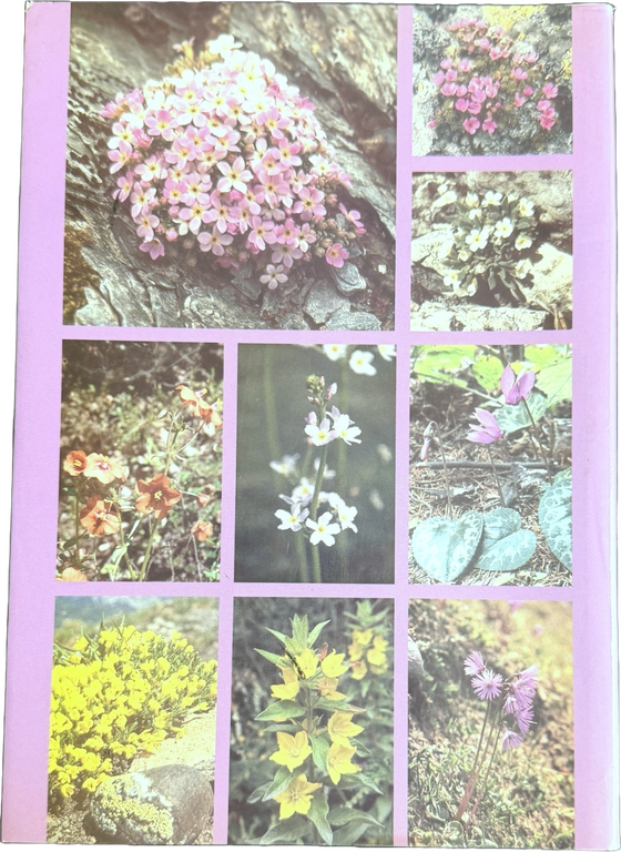 PRIMULACEAE D'ITALIA E DEI TERRITORI LIMITROFI | Immagine Gallery 3