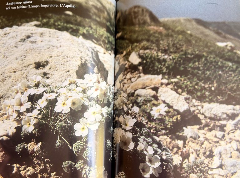 PRIMULACEAE D'ITALIA E DEI TERRITORI LIMITROFI | Immagine Gallery 21