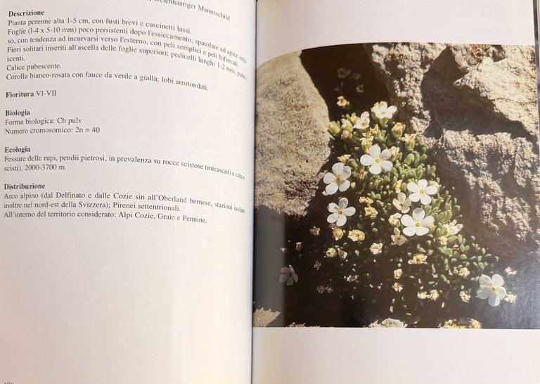 PRIMULACEAE D'ITALIA E DEI TERRITORI LIMITROFI | Immagine Gallery 22