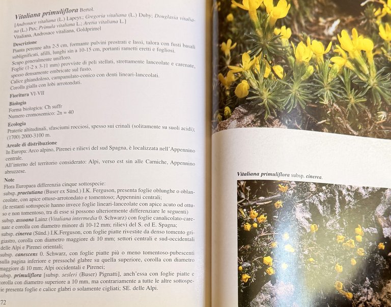 PRIMULACEAE D'ITALIA E DEI TERRITORI LIMITROFI | Immagine Gallery 23