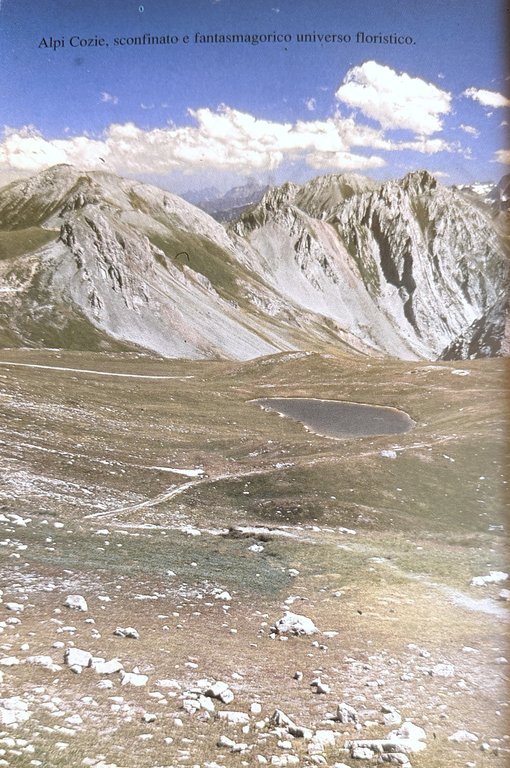 PRIMULACEAE D'ITALIA E DEI TERRITORI LIMITROFI | Immagine Gallery 24
