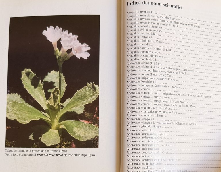 PRIMULACEAE D'ITALIA E DEI TERRITORI LIMITROFI | Immagine Gallery 25