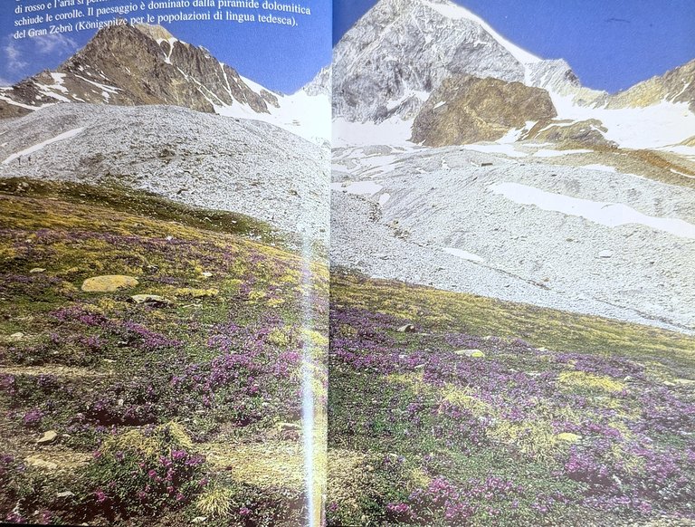 PRIMULACEAE D'ITALIA E DEI TERRITORI LIMITROFI | Immagine Gallery 7