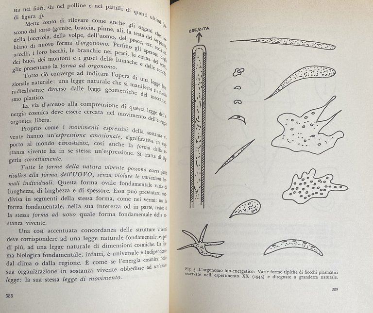 TEORIA DELL'ORGASMO E ALTRI SCRITTI