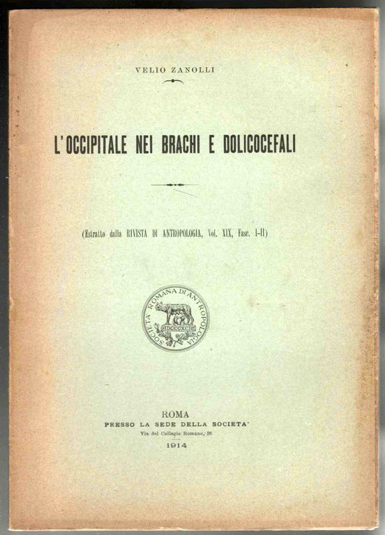 L'occipitale nei brachi e dolicocefali
