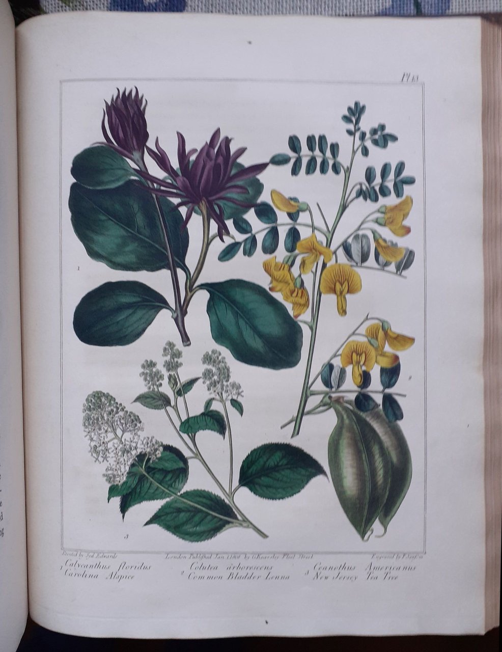 The New Botanic Garden, Illustrated with One Hundred and Thirty-three …