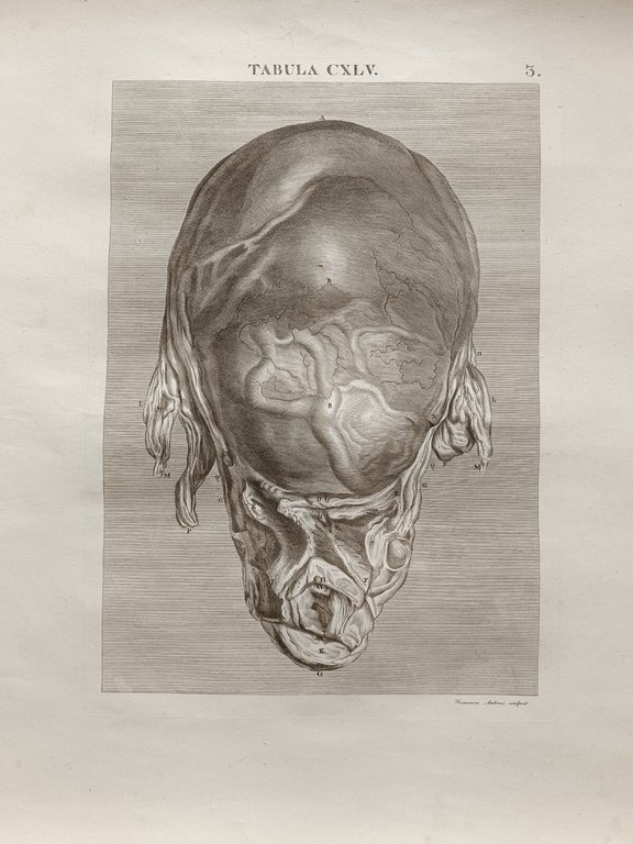 6 TAVOLE DI ANATOMIA | Immagine Gallery 2