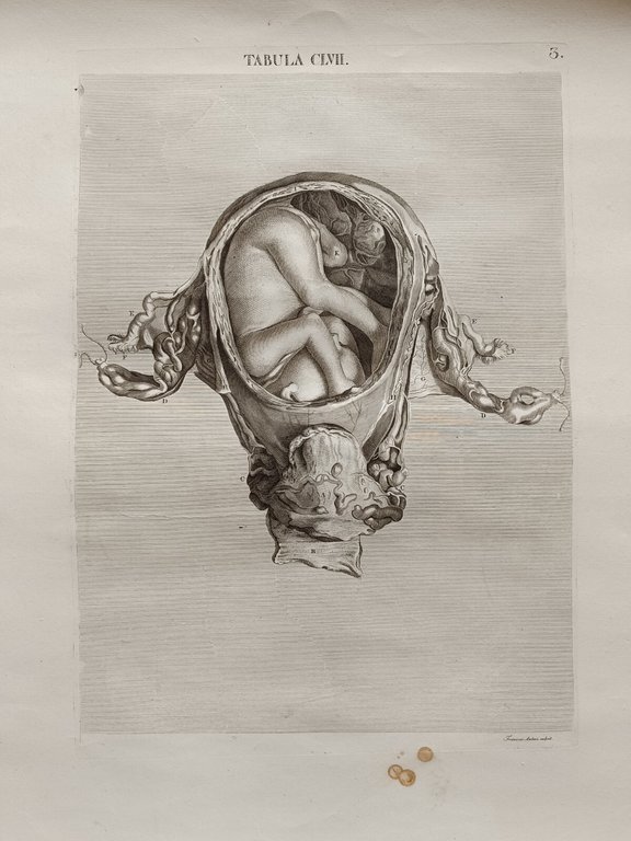 6 TAVOLE DI ANATOMIA | Immagine Gallery 3