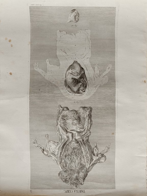 6 TAVOLE DI ANATOMIA | Immagine Gallery 4