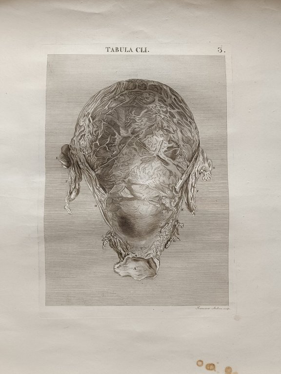 6 TAVOLE DI ANATOMIA | Immagine Gallery 5