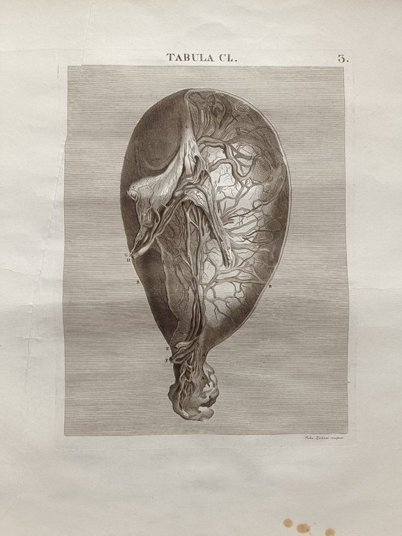 6 TAVOLE DI ANATOMIA | Immagine Gallery 6