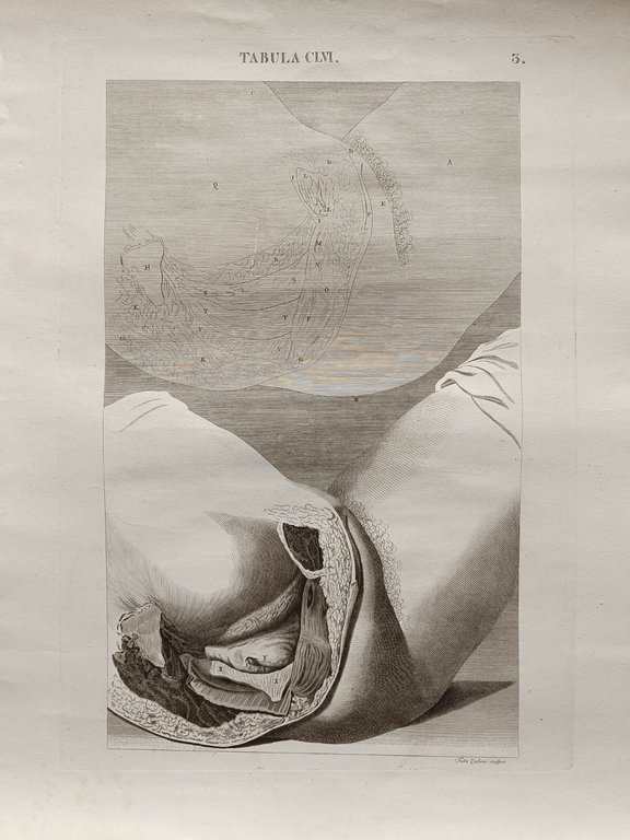 6 TAVOLE DI ANATOMIA | Immagine Gallery 7