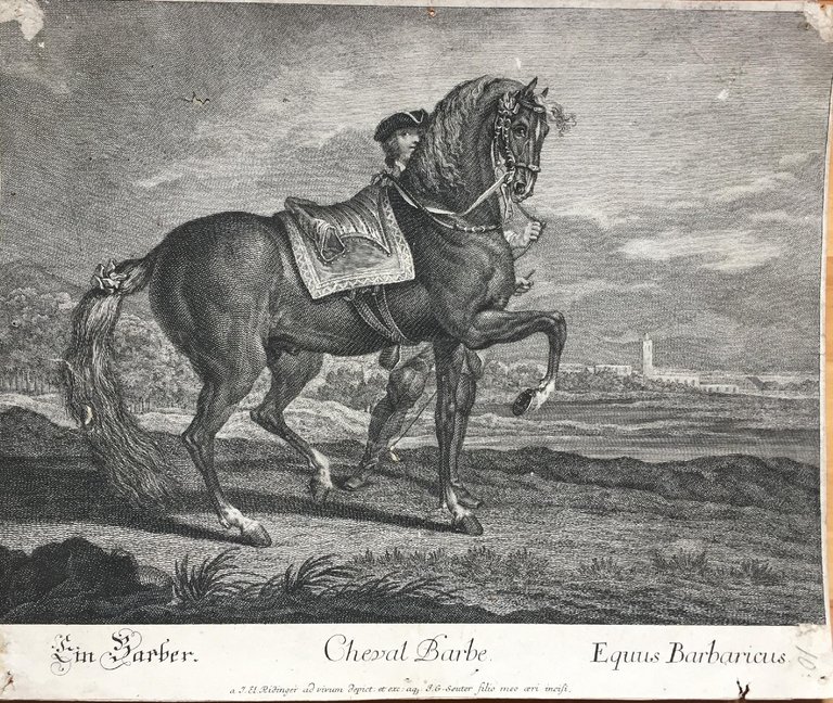 CHEVAL BARBE | Immagine Gallery 2