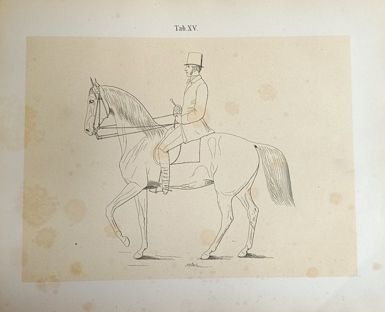 GANG DES PFERDES UND SITZ DES REITERS ALS FORTSETZUNG DES: …