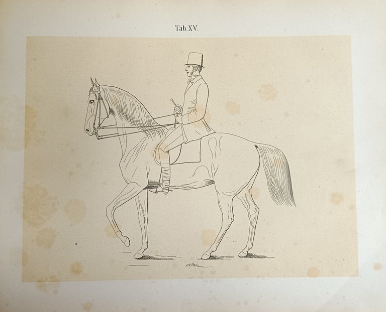 GANG DES PFERDES UND SITZ DES REITERS ALS FORTSETZUNG DES: …