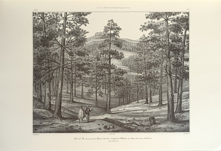 HISTOIRE NATURELLE DES ILES CANARIES