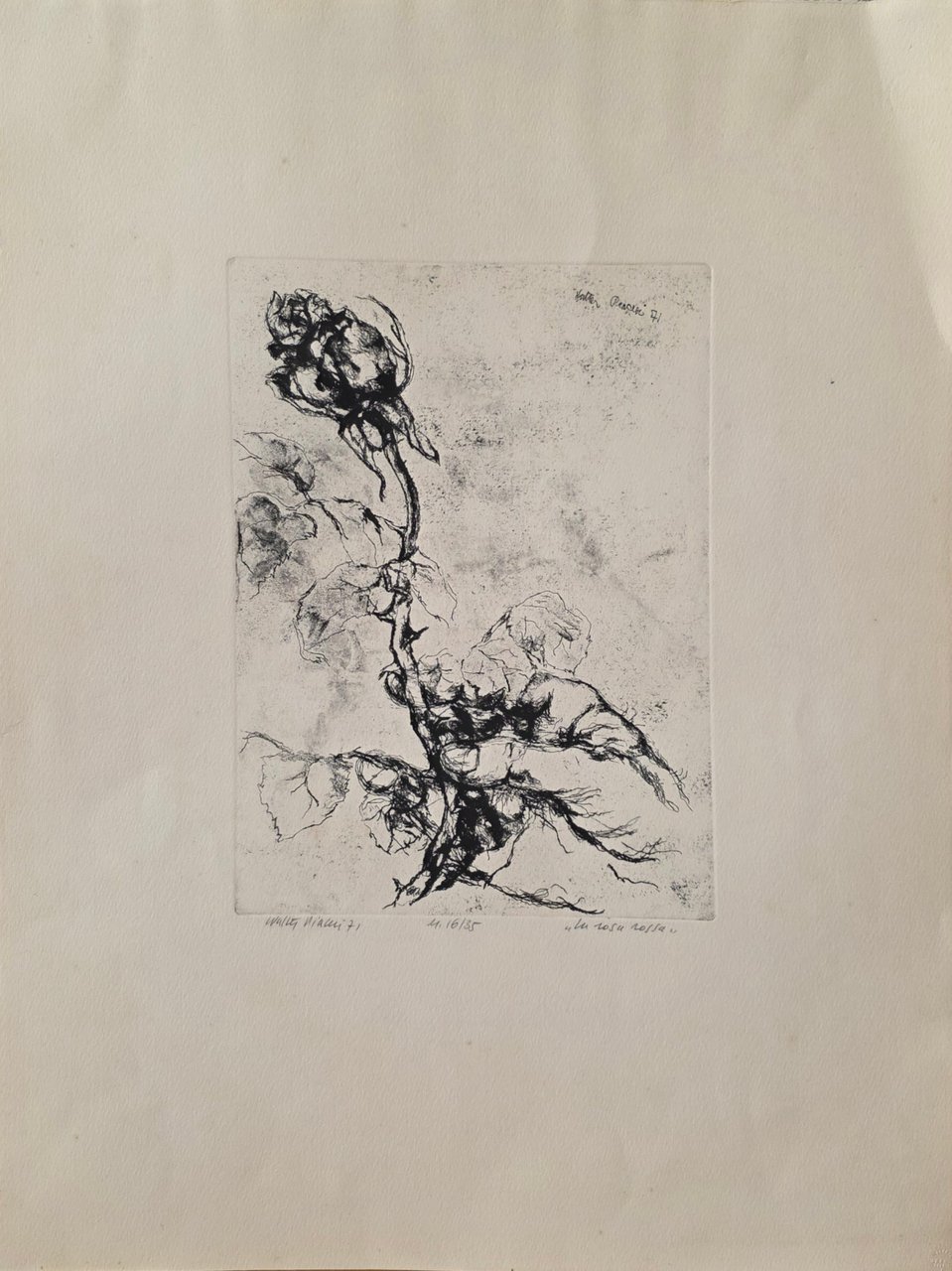 LA ROSA ROSSA | Immagine principale