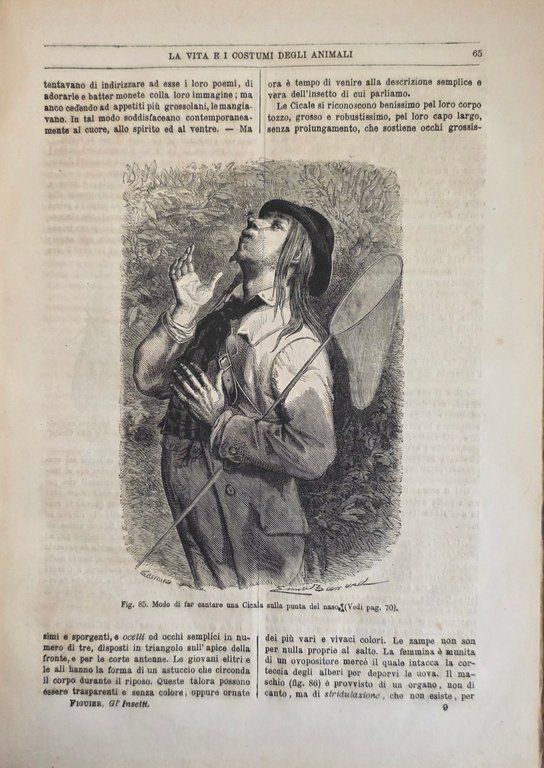 LA VITA E I COSTUMI DEGLI ANIMALI. GL'INSETTI