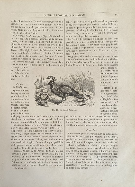 LA VITA E I COSTUMI DEGLI ANIMALI. GLI UCCELLI