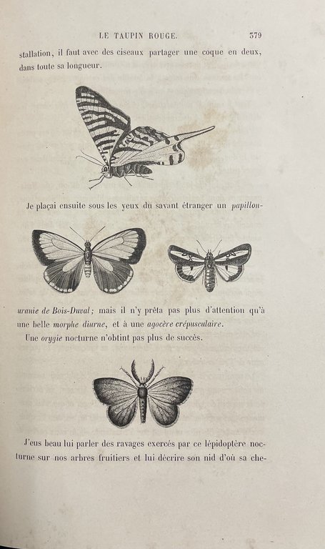 LE MONDE DES INSECTES