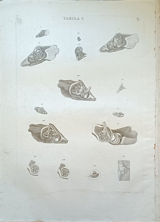 TABULA ANATOMICA C | Immagine Gallery 2
