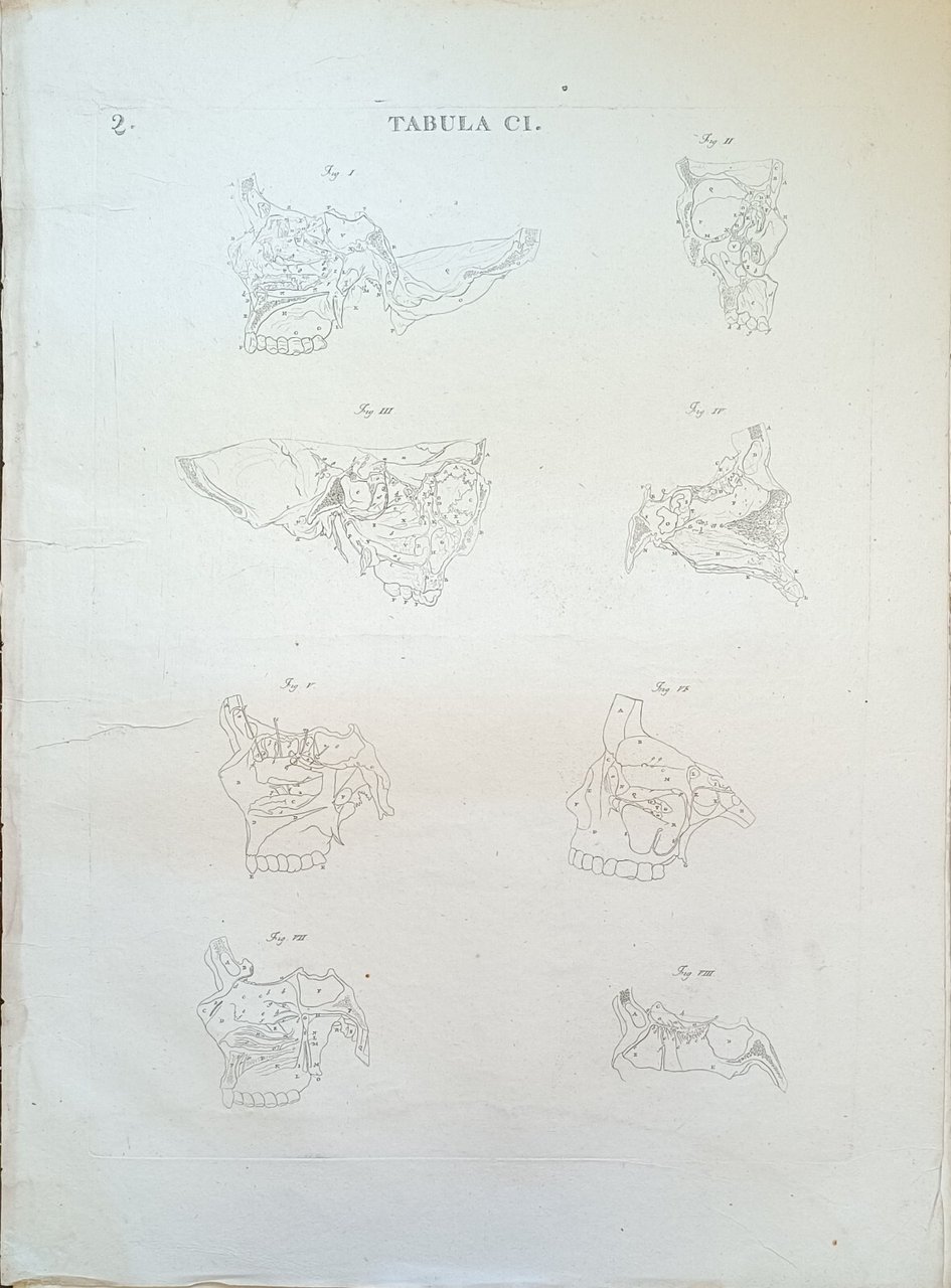 TABULA ANATOMICA CI.