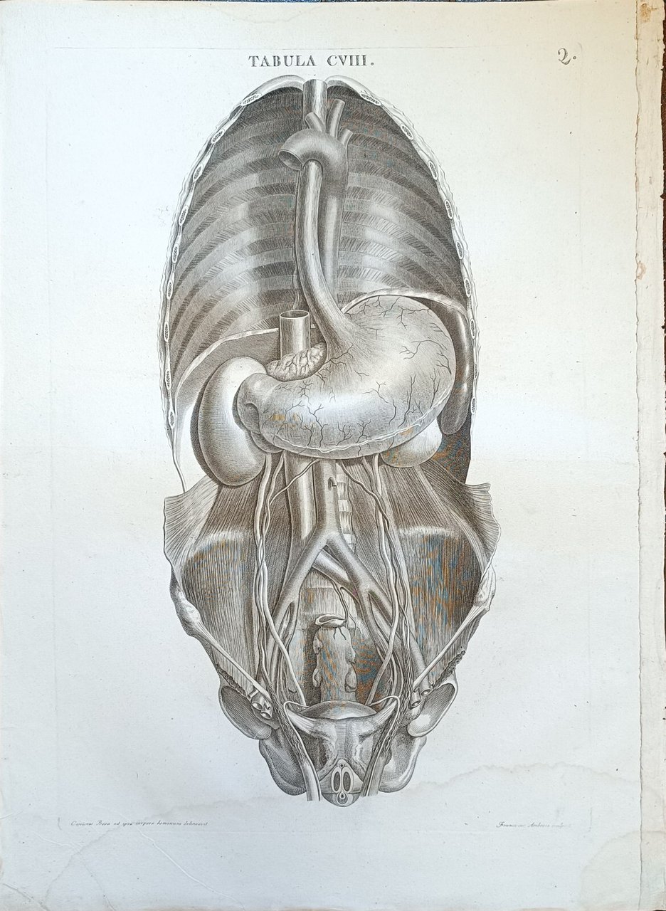 TABULA ANATOMICA CVIII