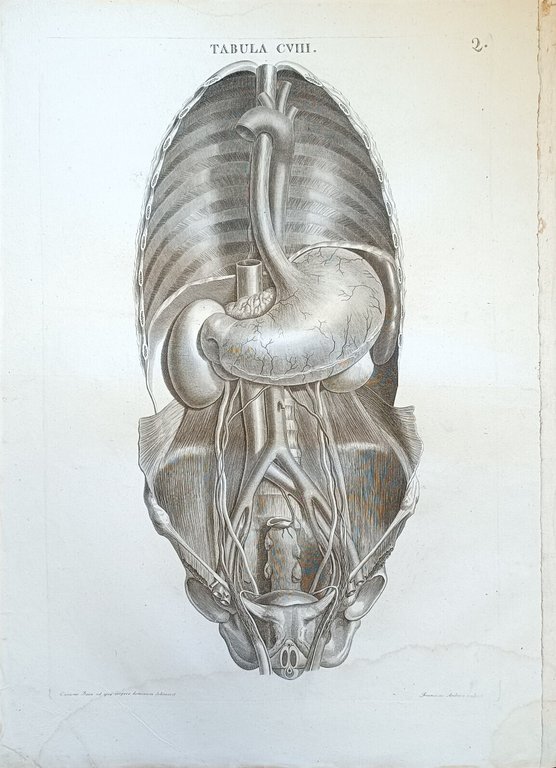 TABULA ANATOMICA CVIII