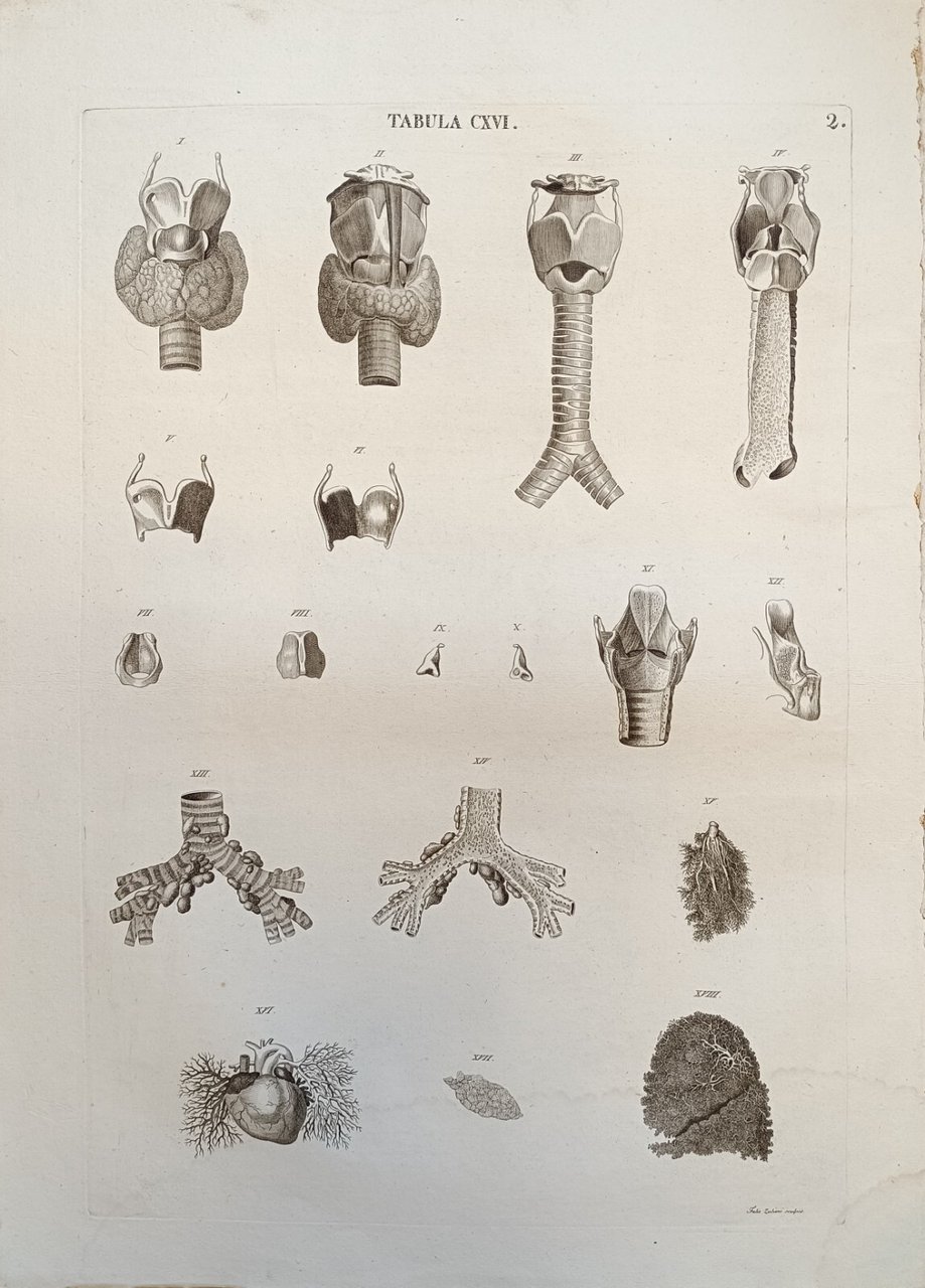 TABULA ANATOMICA CXVI