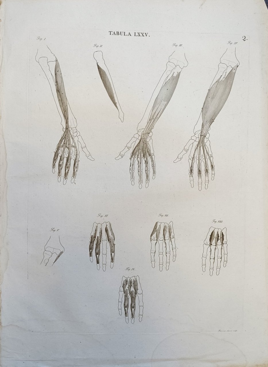 TABULA ANATOMICA LXXV