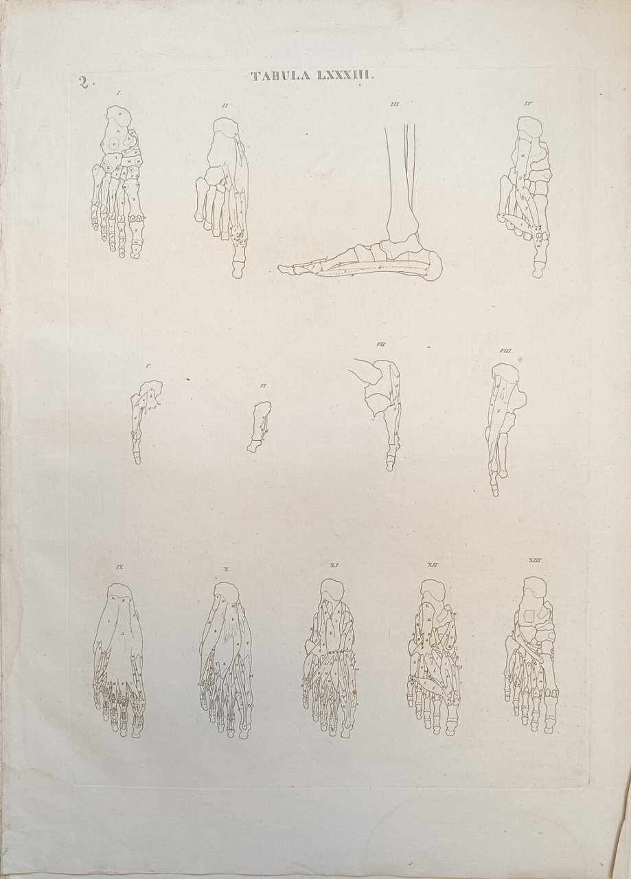 TABULA ANATOMICA LXXXIII