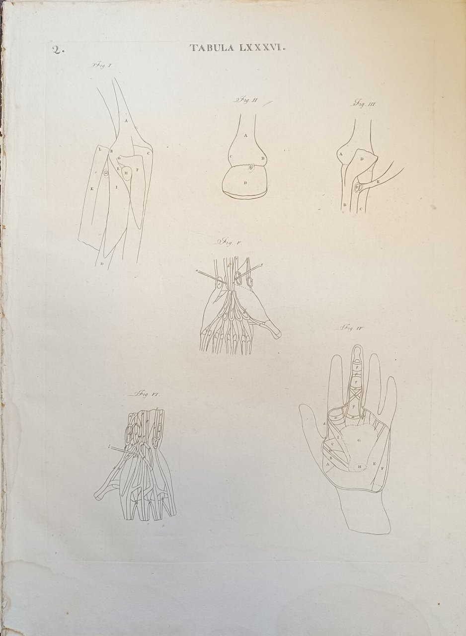 TABULA ANATOMICA LXXXVI