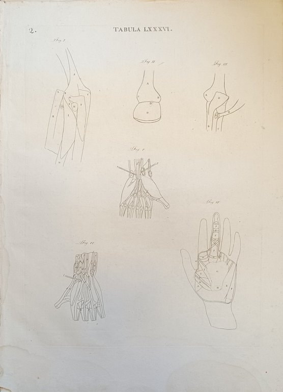 TABULA ANATOMICA LXXXVI